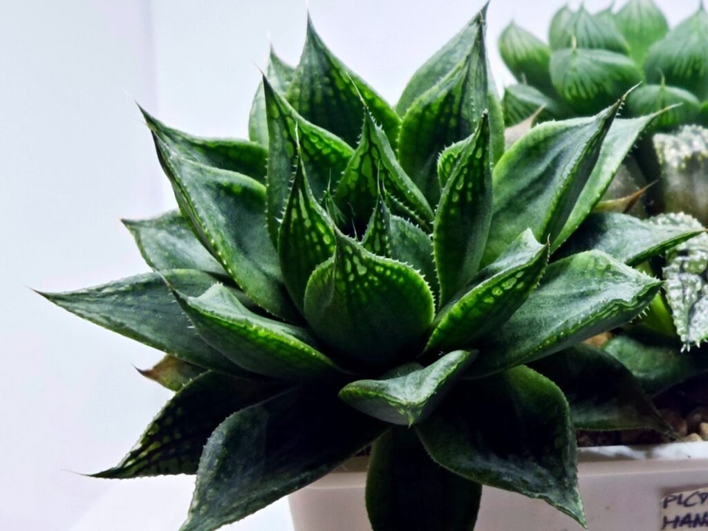 Haworthia Seedling MS464 Marin Variegated x Betsu Yamada - 6