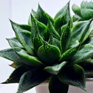 Haworthia Seedling MS464 Marin Variegated x Betsu Yamada - 6