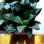 Haworthia Seedling MS453 Circus Variegated - 4