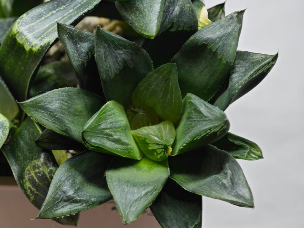 Home 9 Haworthia Seedling MS453 Circus Variegated - 1