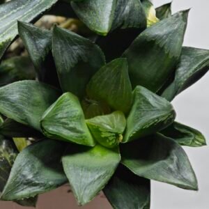 Haworthia Seedling MS453 Circus Variegated - 1