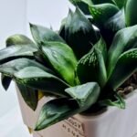 Haworthia Seedling MS453 Circus Variegated - 2