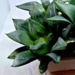 Haworthia Seedling MS453 Circus Variegated - 3
