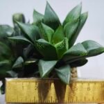 Haworthia Seedling MS454 Circus Variegated - 1