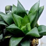 Haworthia Seedling MS454 Circus Variegated - 2