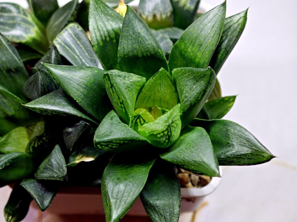 Home 10 Haworthia Seedling MS454 Circus Variegated - 3