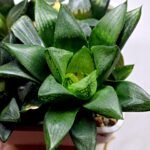 Haworthia Seedling MS454 Circus Variegated - 3