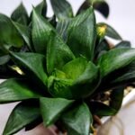 Haworthia Seedling MS454 Circus Variegated - 4
