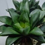 Haworthia Seedling MS454 Circus Variegated - 5
