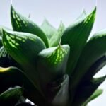 Haworthia Seedling MS454 Circus Variegated - 6