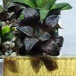 Haworthia Seedling MS451 Fuji Picta x Sylvania - 1