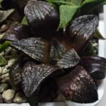 Haworthia Seedling MS451 Fuji Picta x Sylvania - 2