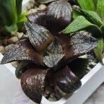 Haworthia Seedling MS451 Fuji Picta x Sylvania - 3