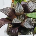 Haworthia Seedling MS451 Fuji Picta x Sylvania - 4