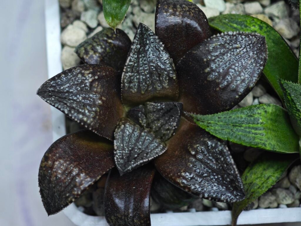 Home 9 Haworthia Seedling MS451 Fuji Picta x Sylvania - 5
