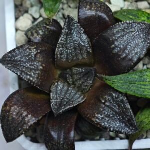Haworthia Seedling MS451 Fuji Picta x Sylvania - 5