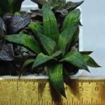 Haworthia Seedling MS448 Black Knight x Ginsekai - 1