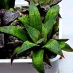 Haworthia Seedling MS448 Black Knight x Ginsekai - 2