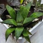Haworthia Seedling MS448 Black Knight x Ginsekai - 3