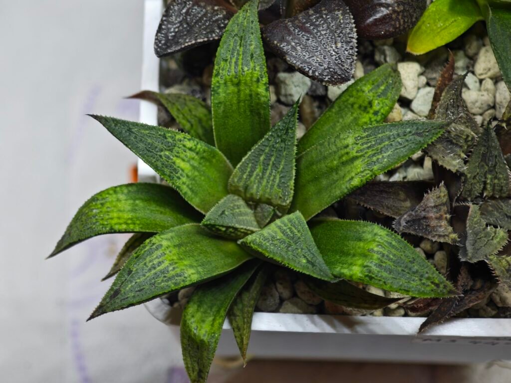 Haworthia Seedling MS448 Black Knight x Ginsekai - 4