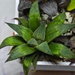 Haworthia Seedling MS448 Black Knight x Ginsekai - 4
