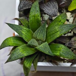 Haworthia Seedling MS448 Black Knight x Ginsekai - 4