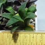 Haworthia Seedling MS450 Fuji Picta x Sylvania - 1