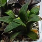 Haworthia Seedling MS450 Fuji Picta x Sylvania - 2