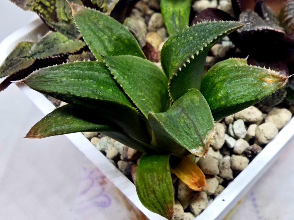 Haworthia Seedling MS450 Fuji Picta x Sylvania - 3