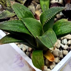 Haworthia Seedling MS450 Fuji Picta x Sylvania - 3