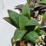 Haworthia Seedling MS450 Fuji Picta x Sylvania - 4