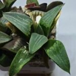 Haworthia Seedling MS446 Kohaku Hybrid x Comptoniana Reverse Varieg - 1