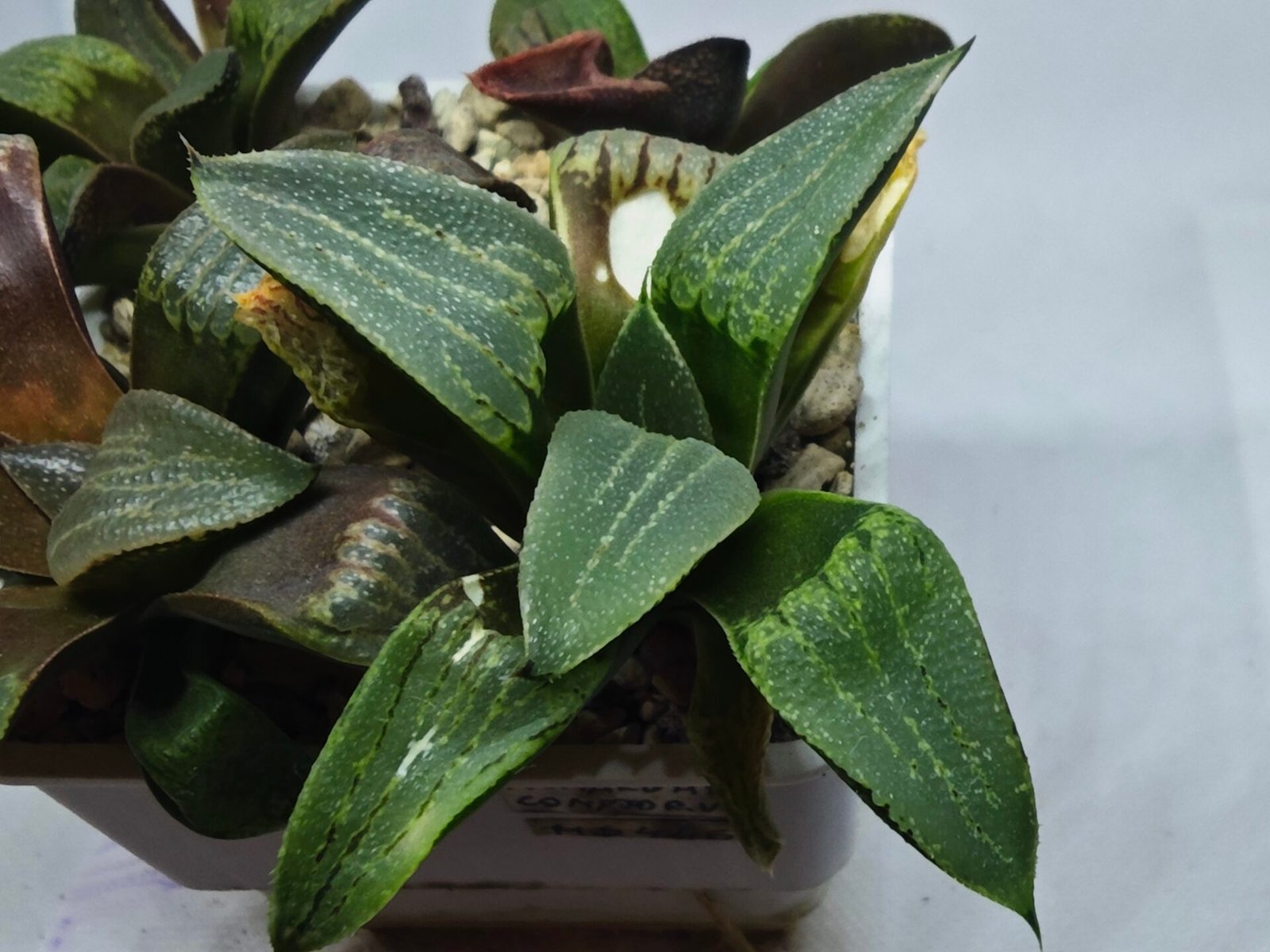 Haworthia Seedling MS446 Kohaku Hybrid x Comptoniana Reverse Varieg - 1