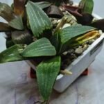 Haworthia Seedling MS446 Kohaku Hybrid x Comptoniana Reverse Varieg - 2
