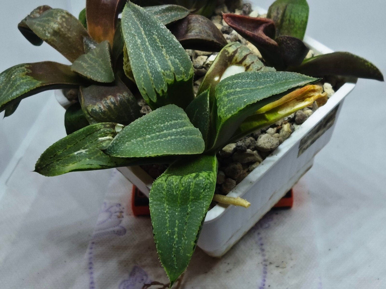 Haworthia Seedling MS446 Kohaku Hybrid x Comptoniana Reverse Varieg - 2