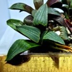 Haworthia Seedling MS446 Kohaku Hybrid x Comptoniana Reverse Varieg - 3