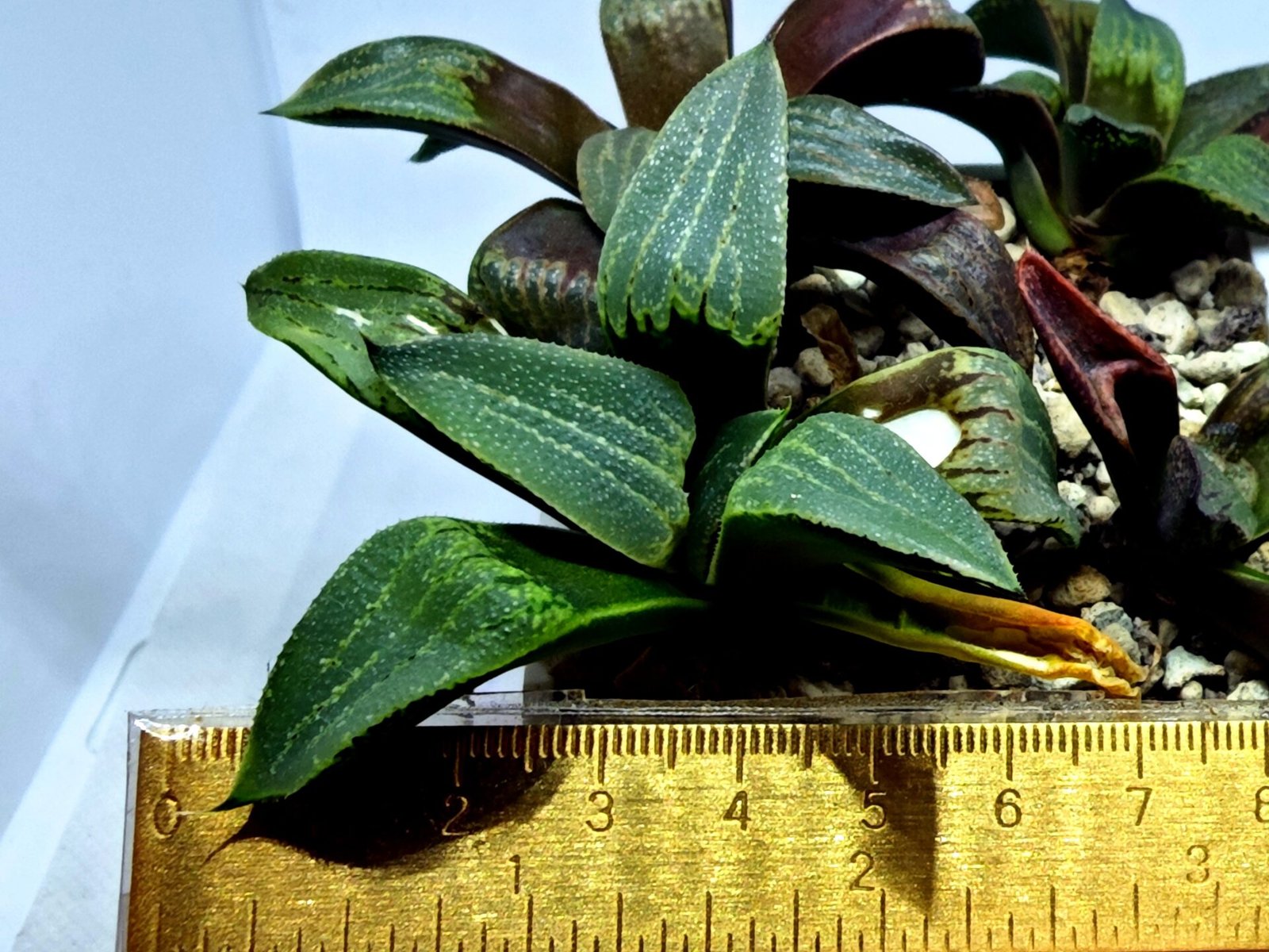 Haworthia Seedling MS446 Kohaku Hybrid x Comptoniana Reverse Varieg - 3