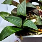 Haworthia Seedling MS446 Kohaku Hybrid x Comptoniana Reverse Varieg - 4