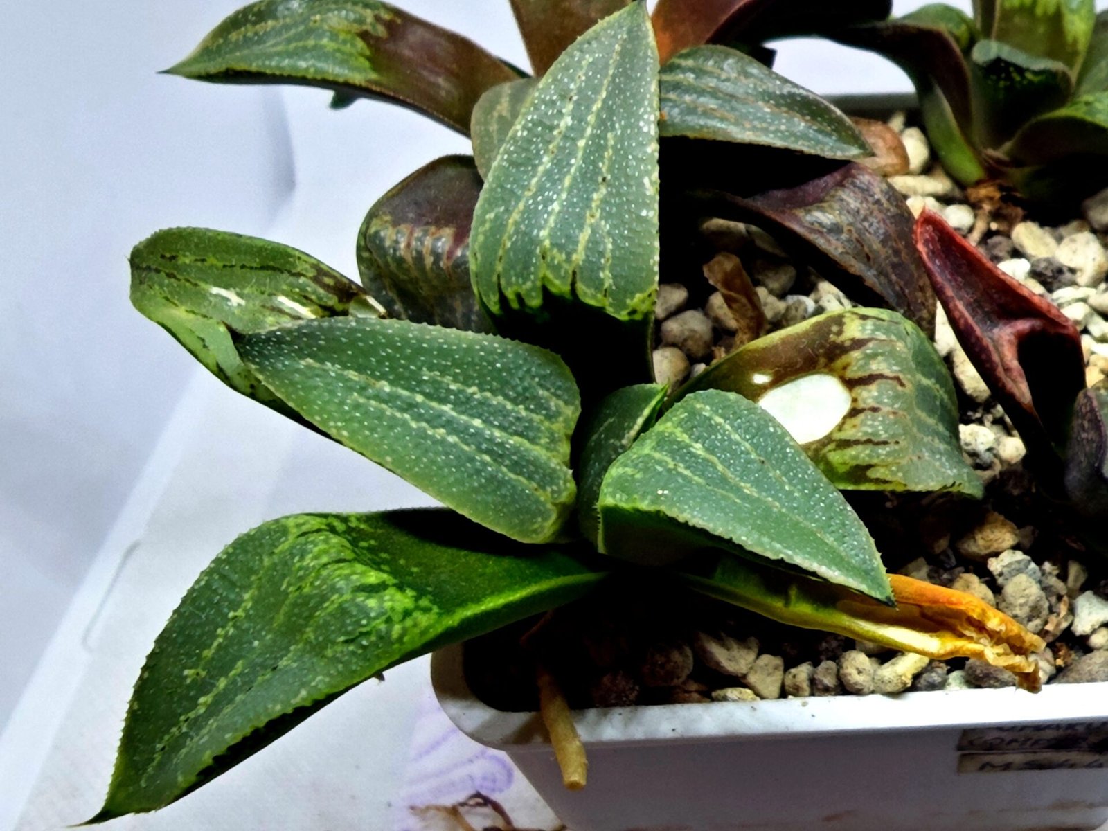 Haworthia Seedling MS446 Kohaku Hybrid x Comptoniana Reverse Varieg - 4