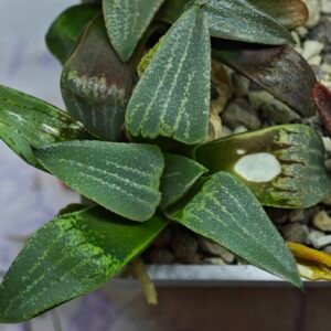 Haworthia Seedling MS446 Kohaku Hybrid x Comptoniana Reverse Varieg - 5