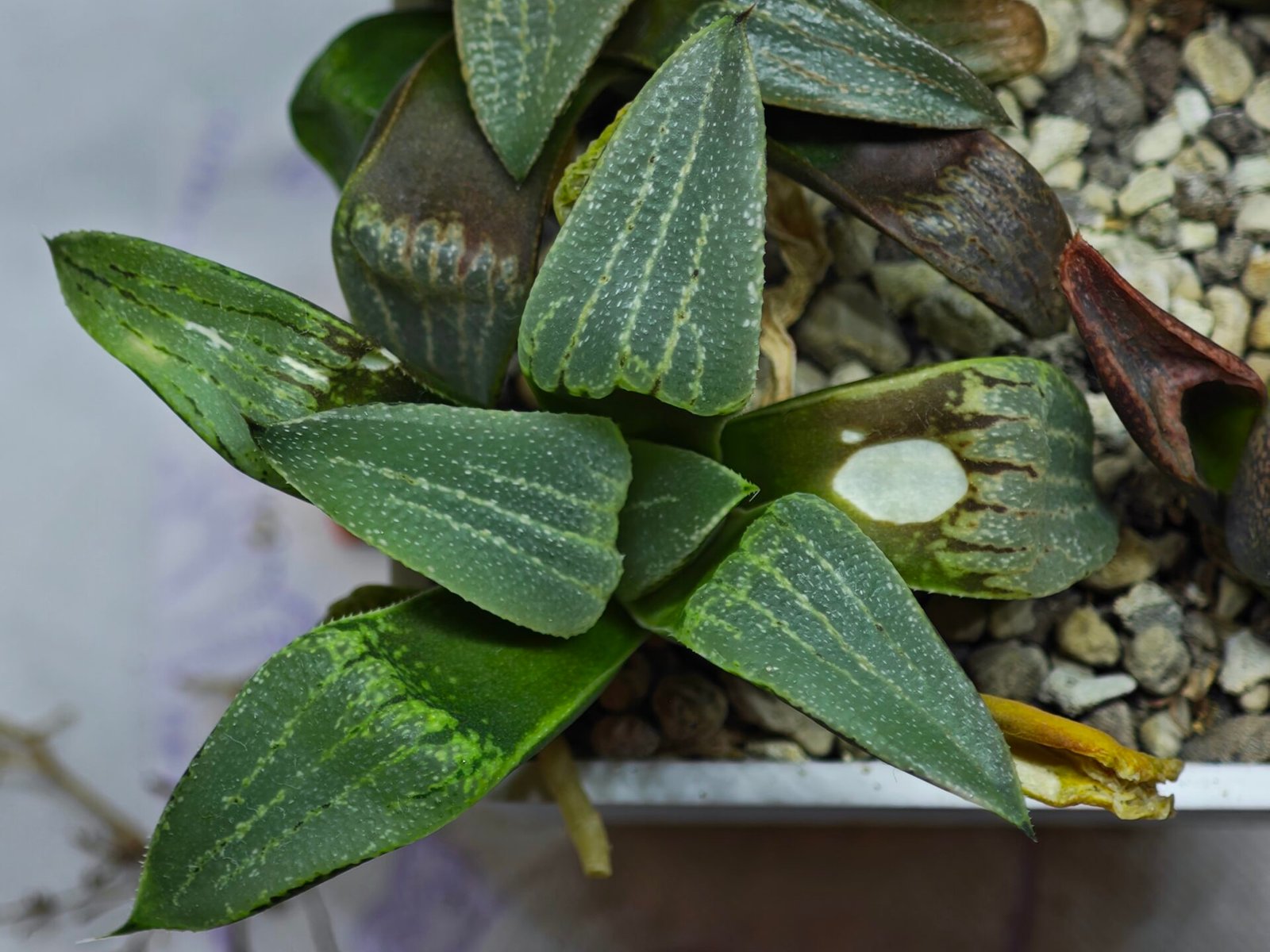 Haworthia Seedling MS446 Kohaku Hybrid x Comptoniana Reverse Varieg - 5