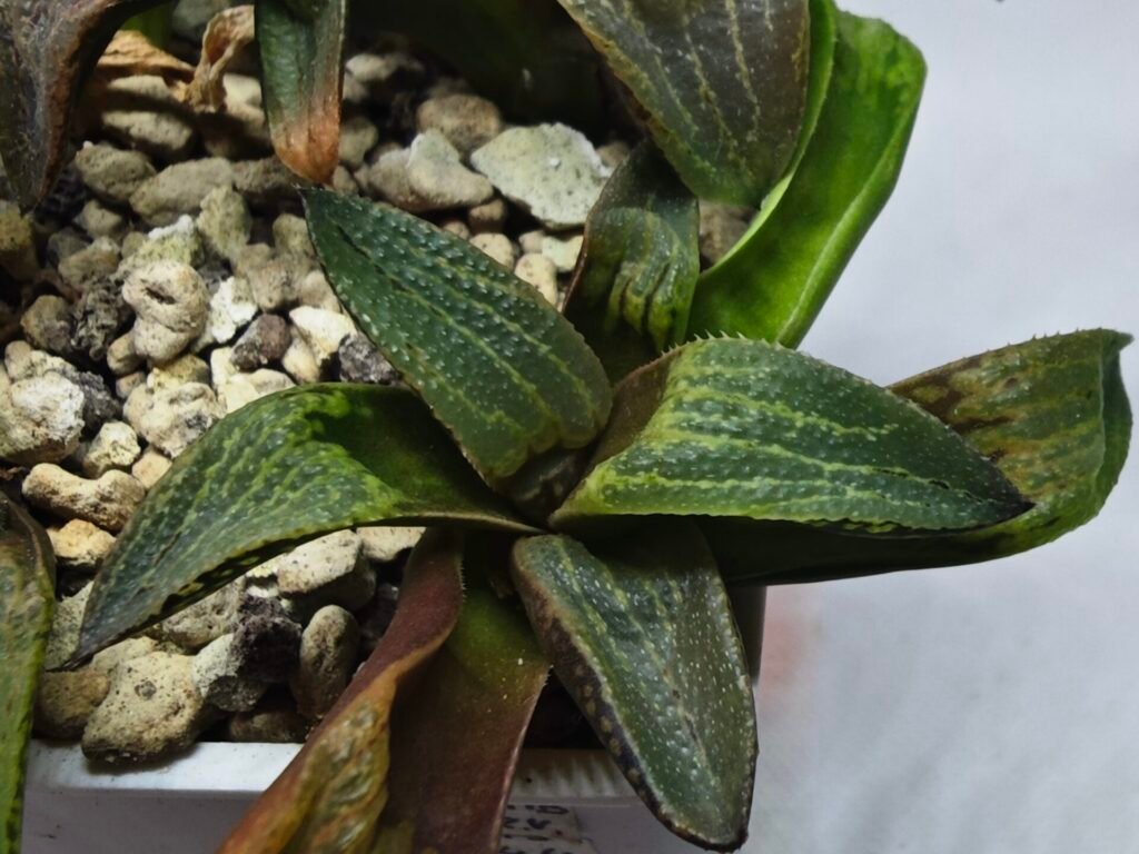 Home 7 Haworthia Seedling MS444 Kohaku Hybrid x Comptoniana Reverse Varieg - 1