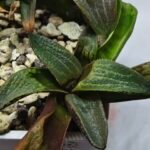 Haworthia Seedling MS444 Kohaku Hybrid x Comptoniana Reverse Varieg - 1