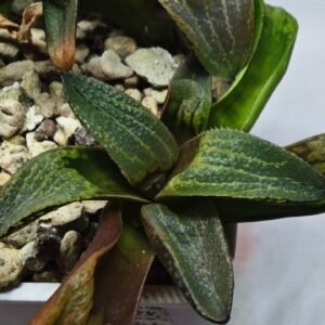 Haworthia Seedling MS444 Kohaku Hybrid x Comptoniana Reverse Varieg - 1