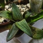 Haworthia Seedling MS444 Kohaku Hybrid x Comptoniana Reverse Varieg - 2