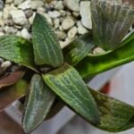 Haworthia Seedling MS444 Kohaku Hybrid x Comptoniana Reverse Varieg - 3