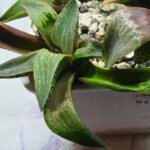 Haworthia Seedling MS444 Kohaku Hybrid x Comptoniana Reverse Varieg - 4