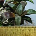 Haworthia Seedling MS445 Kohaku Hybrid x Comptoniana Reverse Varieg - 1