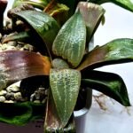 Haworthia Seedling MS445 Kohaku Hybrid x Comptoniana Reverse Varieg - 2