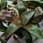Haworthia Seedling MS445 Kohaku Hybrid x Comptoniana Reverse Varieg - 3